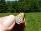 Foto druhu Lycaena dispar 