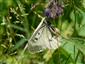 Foto Parnassius mnemosyne zaznamenaného na TML 