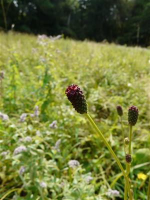 Foto Sanquisorba officinalis