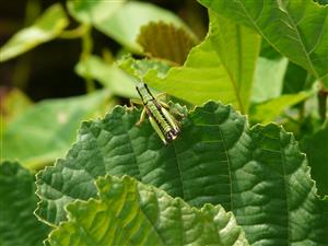 Foto Odontopodisma rubripes