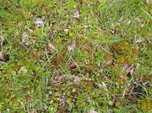 Pohľad na biotop s populáciou Hydrocotyle vulgaris