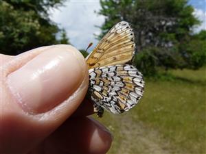 Foto Melitaea cinxia v rámci TML