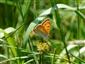 Lycaena dispar samica