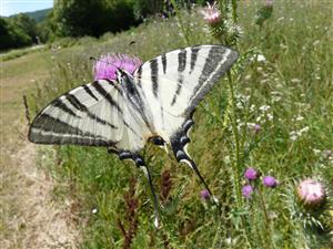 Foto Iphiclides podalirius zaznamenanom na TML