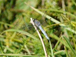 Foto Orthetrum coerulescens na TML