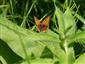 Foto Lycaena dispar samica