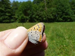 Druh Lycaena dispar zaznamenaný na TML