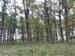 Eurosibírske dubové lesy na spraši a piesku (29.9.2022)