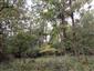 Lužné dubovo-brestovo-jaseňové lesy okolo nížinných riek