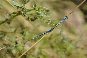 Tandem vyfarbených jedincov Coenagrion ornatum.
