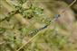 Tandem vyfarbených jedincov Coenagrion ornatum.