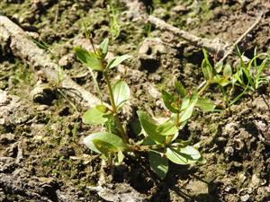 Lindernia procumbens