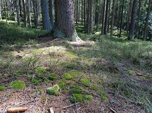 Pohľad na lokalitu
