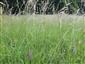 Suchomilné travinnobylinné a krovinové porasty na vápnitom podloží (*dôležité stanovištia Orchideaceae) (13.6.2022)