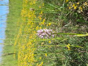 pohľad do porastu, Orchis tridentata a Hippocrepis comosa