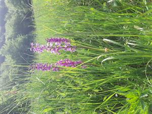 Orchis mascula na lokalite