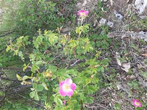 Rosa rubiginosa na lokalite