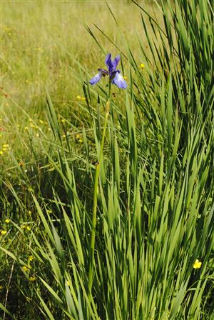 Iris sibirica