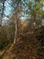 Lipovo-javorové sutinové lesy (26.10.2022)