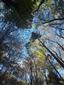 Lipovo-javorové sutinové lesy (17.10.2022)