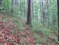 Bukové a jedľové kvetnaté lesy (30.9.2013)