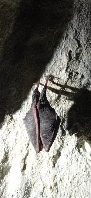 Rhinolophus hipposideros_Psie diery