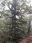 Taxus baccata
