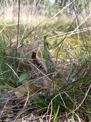 Mantis religiosa