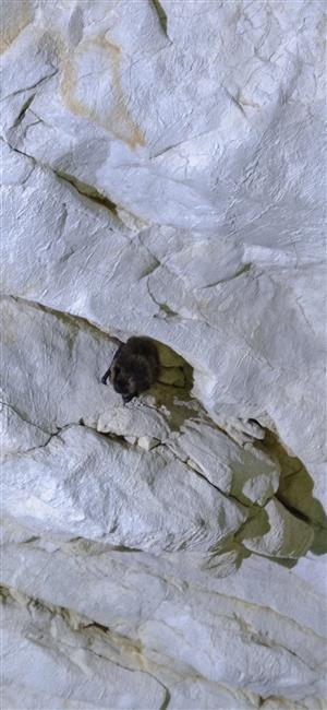 Eptesicus nilssoni