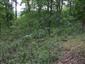 Eurosibírske dubové lesy na spraši a piesku (14.8.2013)