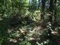 Eurosibírske dubové lesy na spraši a piesku (22.7.2013)