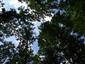 Eurosibírske dubové lesy na spraši a piesku (23.8.2013)
