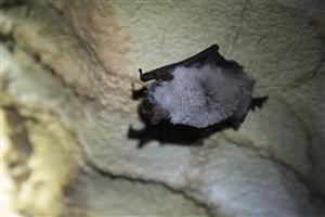 Myotis blythii_TML_M2_015