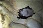 Myotis blythii_TML_M2_015