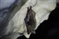 Myotis myotis_TML_M2_015