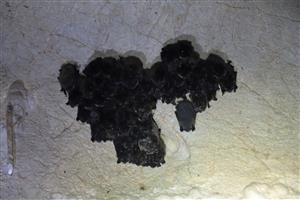 Agregácia Myotis mystacinus/brandtii_Myotis dasycneme_Myotis nattereriTML_M2_015