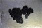 Agregácia Myotis mystacinus/brandtii_Myotis dasycneme_Myotis nattereriTML_M2_015