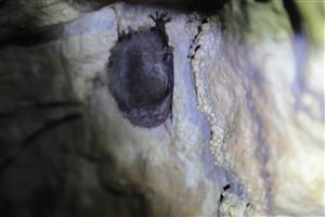 Plecotus auritus_TML_M2_015