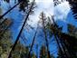 Brezové, borovicové a smrekové lesy na rašeliniskách (28.9.2022)