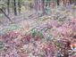 Karpatské a panónske dubovo-hrabové lesy (16.10.2013)