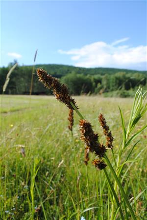 Carex vulpina
