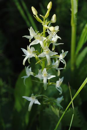 Platanthera bifolia