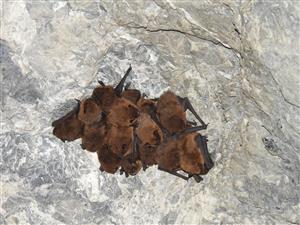 Pipistrellus pipistrellus