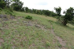 Celkový pohľad na lokalitu. Na lokalite nebol v roku 2022 počas monitoringu potvrdený kvitnúci jedinec.