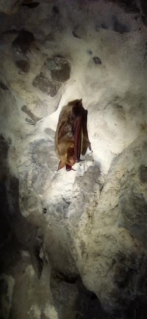 Myotis myotis 