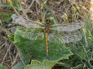 Leucorrhinia pectoralis