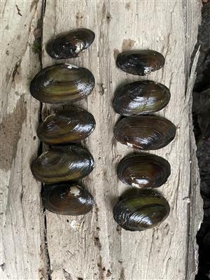 Unio crassus