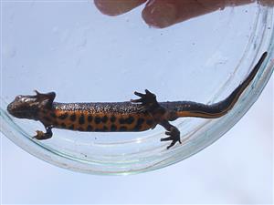 Triturus dobrogicus