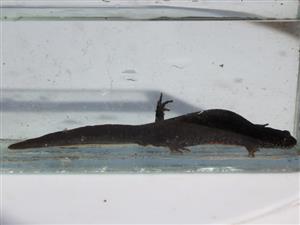 Triturus dobrogicus