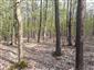 Eurosibírske dubové lesy na spraši a piesku (21.4.2023)